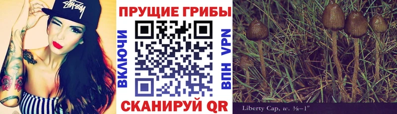 darknet какой сайт  Тосно  Галлюциногенные грибы Cubensis 