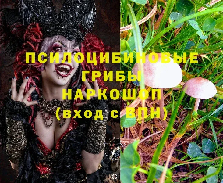 Галлюциногенные грибы MAGIC MUSHROOMS  Тосно 